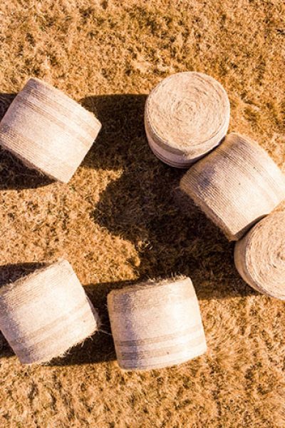 Žitarice i krmno bilje Žitarice i krmno bilje