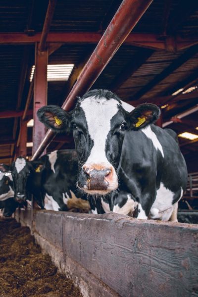 Tov goveda Tov goveda